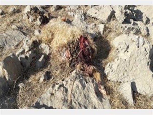 دریده شدن 6گوسفند در روستای گرده کلات موگرمون توسط گرگ گرسنه
