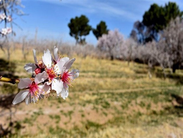 شکوفه کردن زمستانی درختان در بهاباد