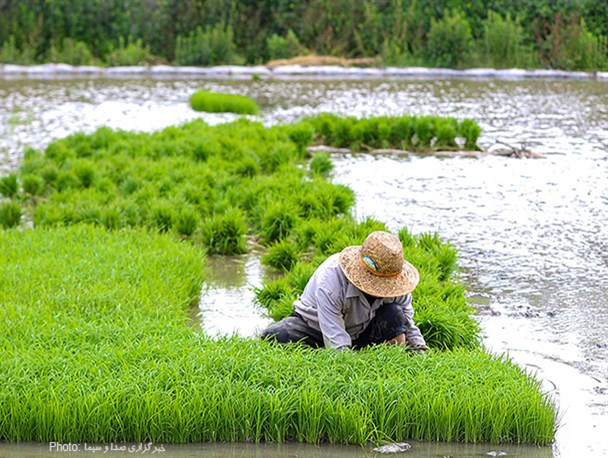 ابلاغ دستورالعمل اجرایی کشت قراردادی برنج، در هفته آینده