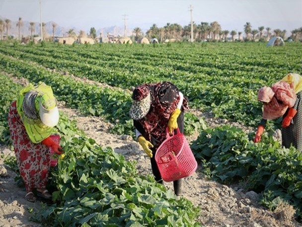 جلوگیری از جولان دلالان با توسعه صنایع تبدیلی در هرمزگان