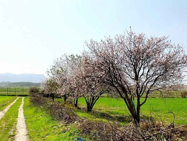 طنازی شکوفه‌های «آلو»در بام نفت ایران/ بهار، زمستان گچساران را شکوفه‌باران کرد