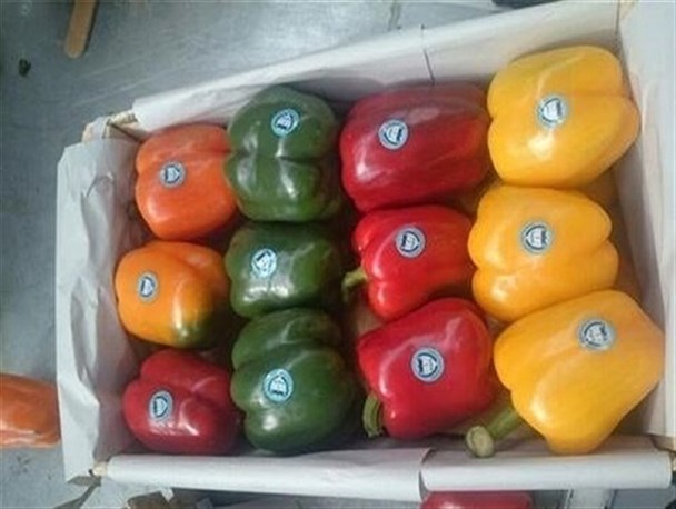 علت برگشت محصولات کشاورزی ایران توسط روسیه چه بود؟/ هیچ نگرانی از بابت سالم بودن محصولات کشاورزی زنجان وجود ندارد