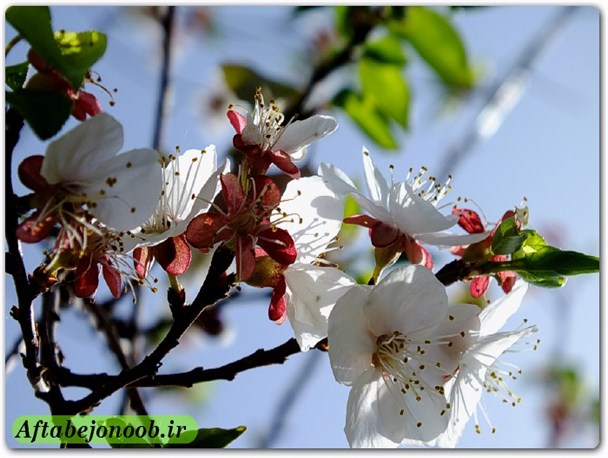 شکوفه های زیبای بهاری در گچساران