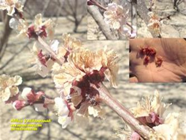 بارش برف و کاهش دمای هوا به شکوفه های زردآلو و بادام در اشنویه آسیب وارد کرد