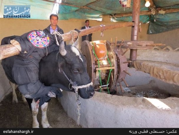 گاوگرد حرفه سنتی در شهر ورزنه/ تصاویر