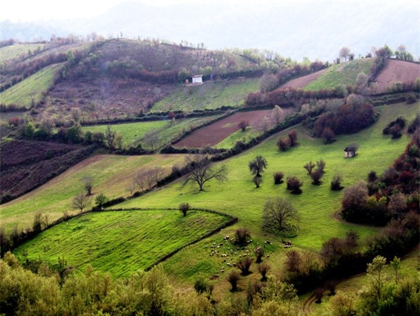 جنگل زیبای گلوگاه در نخستین روزهای بهار /تصاویر