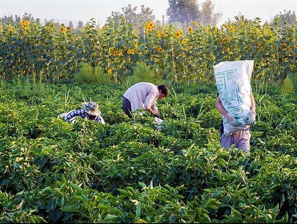 تعرفه محصولات کشاورزی براساس حقوق تولید کننده عملیاتی شود/توسعه زنجیره صنایع تبدیلی تکمیلی از الزامات اقتصاد مقاومتی