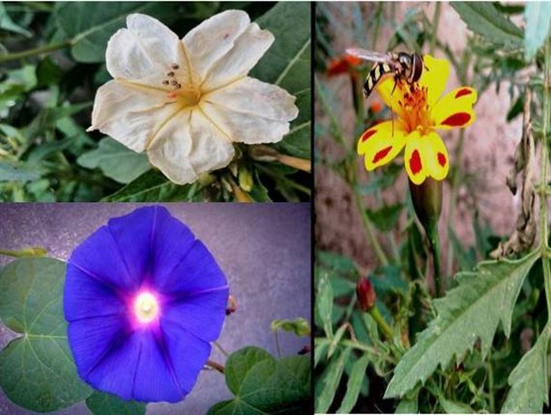 نقاشی شگفت الهی در گلهای بهاری چرام + تصاویر