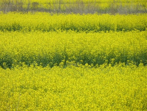 تحقق اقتصاد مقاومتی با کشت کلزا در شهرستان طارم+تصاویر