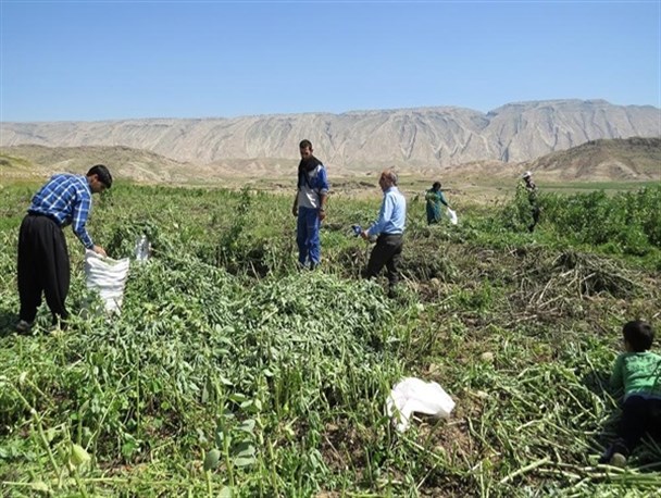 برداشت سالیانه 1700 تن باقلا از زمین های زراعی در سیستان وبلوچستان / فروش هرکیلو باقلای خشک به قیمت 5 هزارتومان در بازار