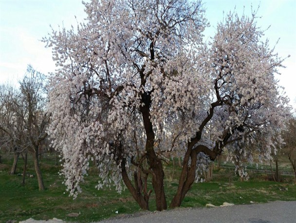 عکس های اختصاصی از طبیعت بهاری همدان
