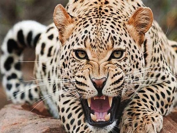 پلنگ، یک نفر را در روستای سلیمانبلاغ زنجان زخمی کرد/ بازدید روزانه ۱۰۰ تا ۱۲۰ نفر از مناطق حفاظت‌شده استان زنجان