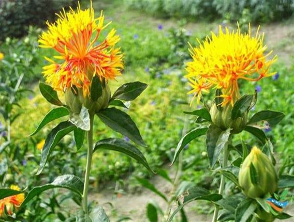 گلرنگ در ۲ هزار هکتار از اراضی استان زنجان کشت می شود