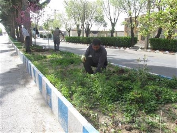 خیابان های شهر بوی بنفشه می دهند