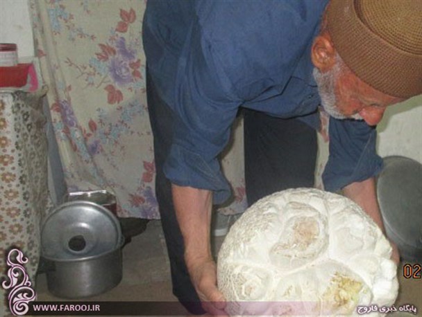 رویش قارچ 7 کیلویی در روستای خرق خراسان شمالی