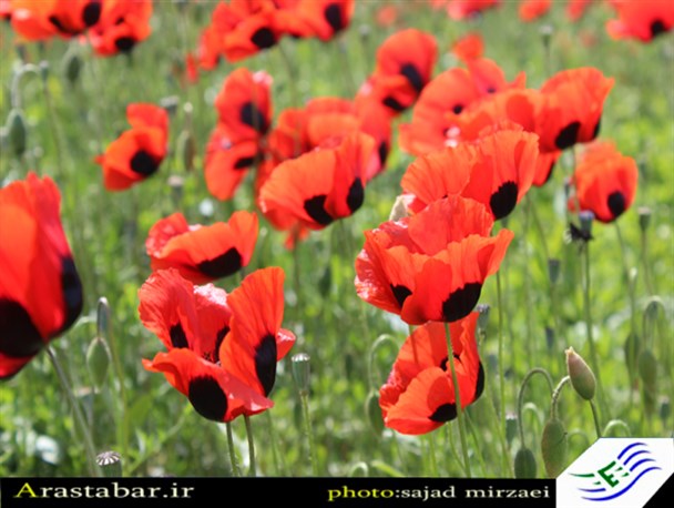 دشت شقایق در طبیعت زیبای اصلاندوز/تصویری