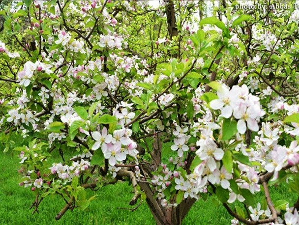 طبیعت زیبای بهاری منطقه لاریجان آمل+تصاویر