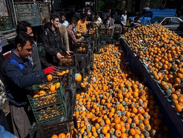 حیف و میل محصولات کشاورزی در بحران کم آبی