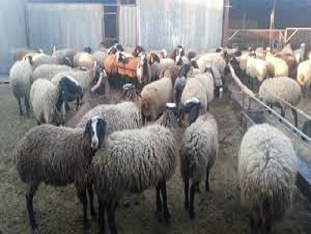 پرورش دام سبک راهکاری عملی در جهت تحقق اقتصاد مقاومتی