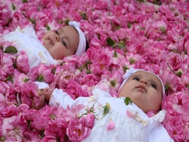 جشنواره گل‌غتان در شهر گل و گلاب برگزار شد/ تصاویر