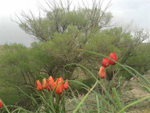 طبیعت زیبای روستای حکان در فصل بهار /تصاویر اختصاصی