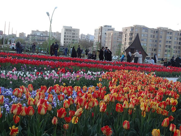 ارومیه در احاطه لاله ها/تصاویر