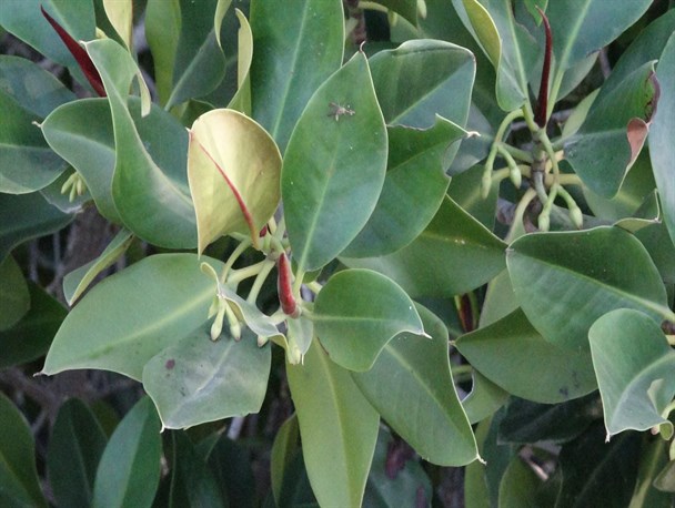 آغاز گل دهی درختان حرا و چندل در سیریک+تصاویر
