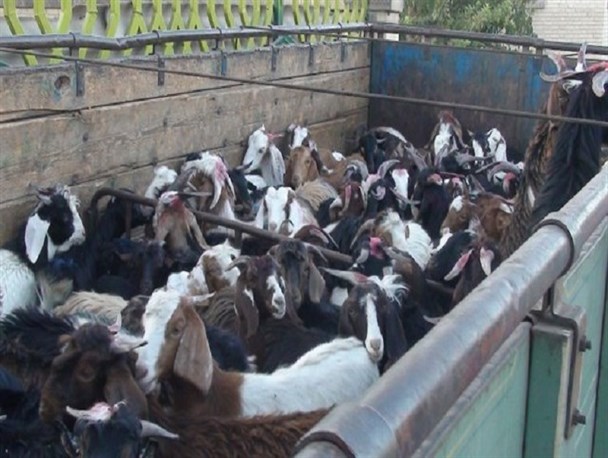 کشف یک میلیارد و 500 میلیونی دام قاچاق در کبودراهنگ