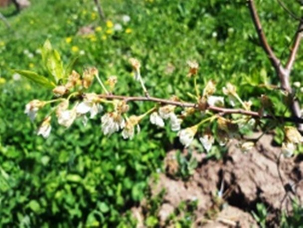 پوشش ۲۰درصدی بیمه‌ از خسارت ۳۰۰ میلیاردی باغات در آذربایجان‌غربی/ کشاورزان در رده نخست بی‌توجهی مسئولین!