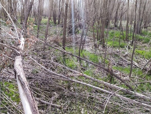 وضعیت اسفناک پارک جنگلی صالح آباد را دریابید