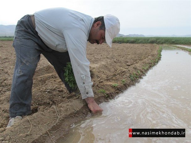آغاز کاشت کوجه فرنگی در خنداب