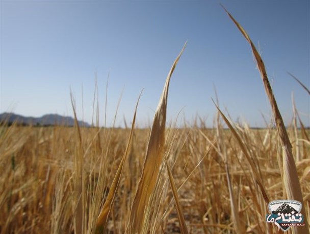 گزارش تصویری/ آغاز برداشت جو از سطح ۳ هزار هکتار در شهرستان خاش