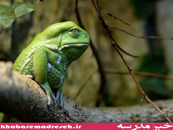 تصاویری زیبا از نادرترین قورباغه‌های جهان