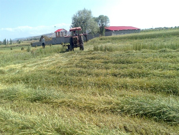 کشاورزان" هیچ" درو کردند