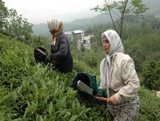 پیوست فرهنگی لازمه رشد صنعت چای است/مسئولان و هنرمندان برای چای ایرانی تبلیغ کنند