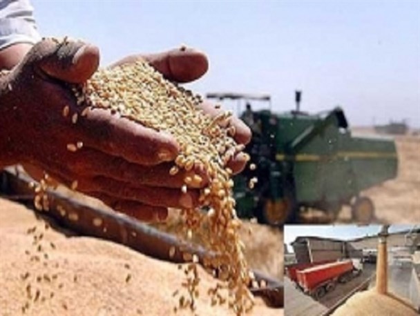 نحوه خرید تضمینی گندم اردبیل در سال 1396