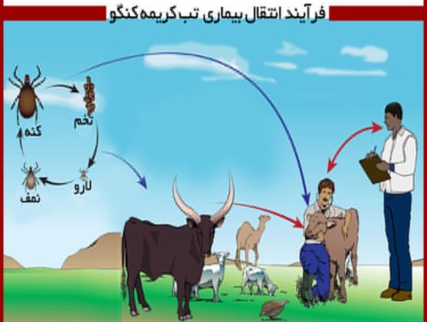 تب کریمه کنگو در صورت تشخیص زودهنگام، قابل درمان است