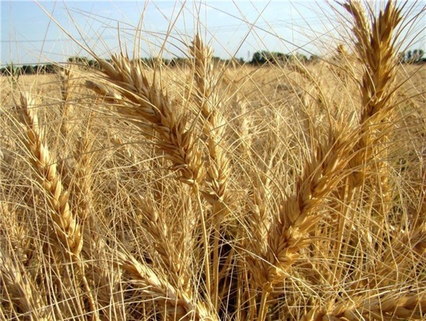 سرما خسارت جبران ناپذیری به مزارع وارد کرده است