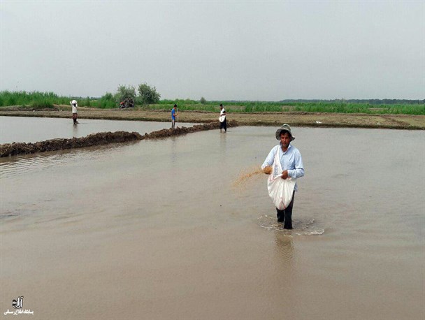 1200 هکتار از شالیزارهای شهرستان پارس آباد زیر کشت برنج رفت