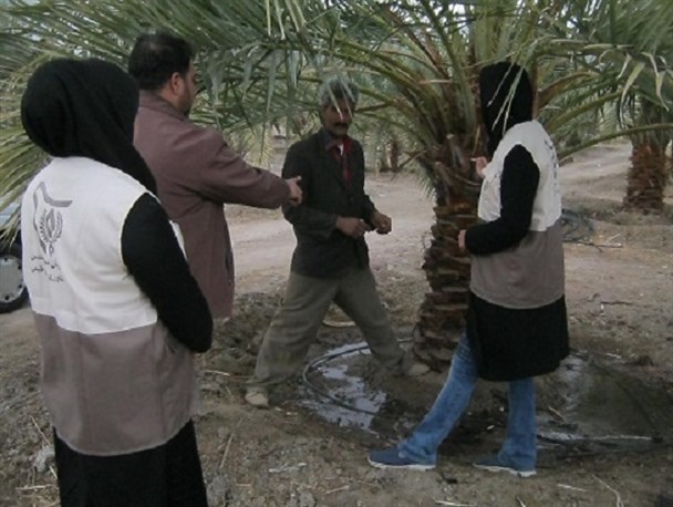 نجات نخلستانهای میرجاوه از حمله آفت سوسک سر خرطومی حنایی