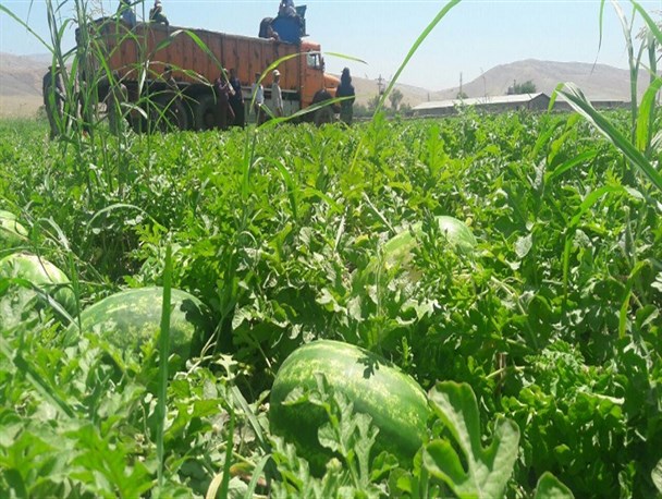 پتانسیلی دیگر از اقتصاد مقاومتی با برداشت هندوانه در باشت+تصاویر