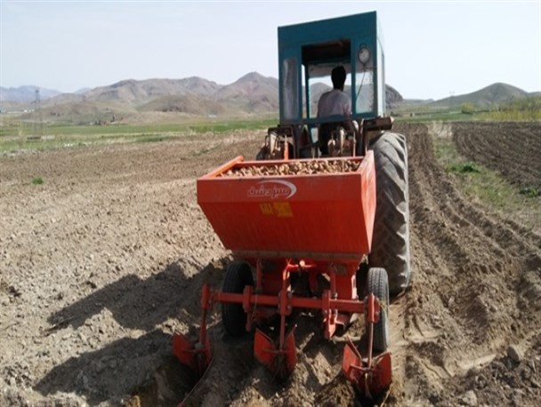 آغاز کشت سیب زمینی در چالدران