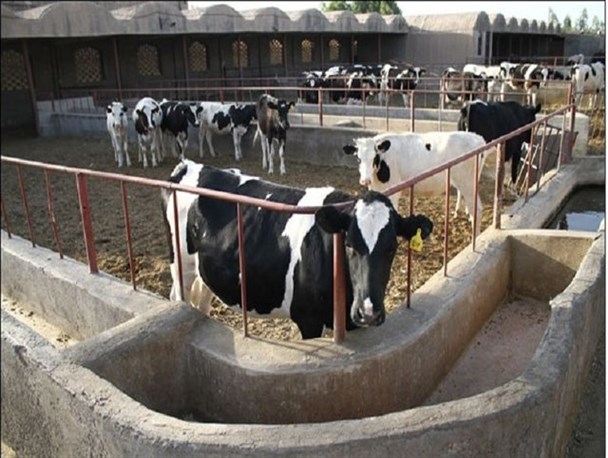 اقدامات ناملموس مسئولان برای تأمین نهاده‌های دامی/ بسیج سازندگی پیگیر تأمین علوفه دامداران شد