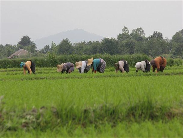 نخستین خوشه برنج در شالیزارهای فومن گرفت