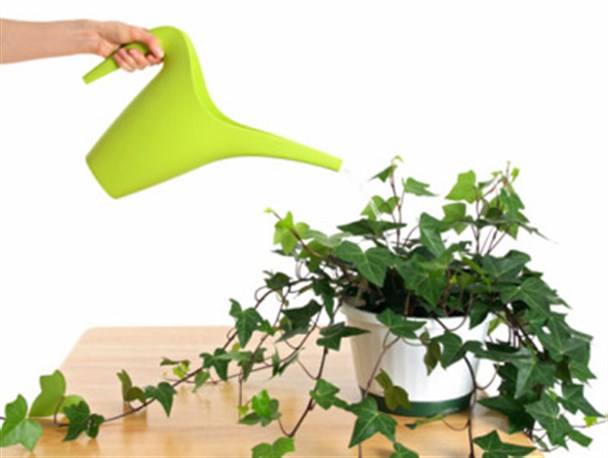 جدیدترین ایده راهکار خشکسالی برروی گیاهان