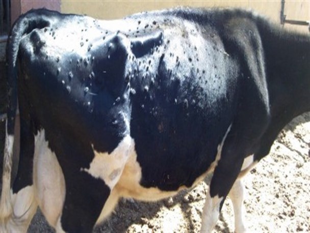 واکسیناسیون 1000 دام سنگین در مقابله با بیماری "لمپی اسکین "/موردی از بیماری "لمپی اسکین" در خنداب گزارش نشده است