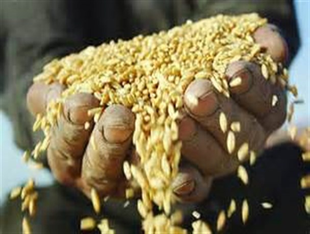 خرید ۵۰ هزار تن گندم از کشاورزان استان مرکزی تاکنون