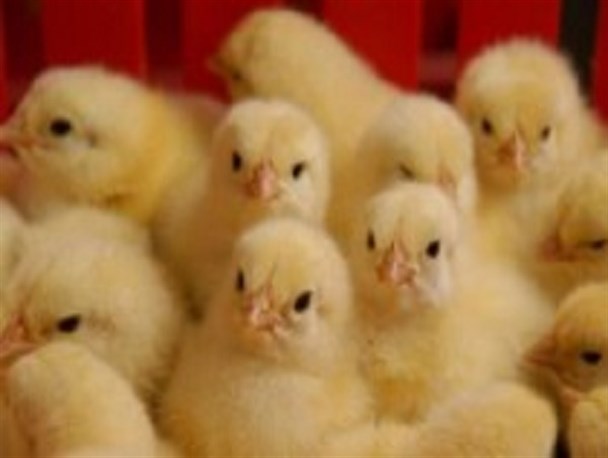کاهش ۷ درصدی جوجه ریزی مرغداری های گوشتی درسال ۹۴