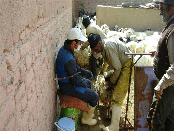 کاهش 45 درصدی بیماری تب مالت طی دو سال اخیر در سرایان
