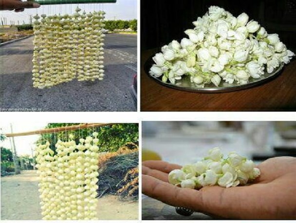 پنجمین جشنواره انبه و یاسمین گل میناب به کار خود پایان داد